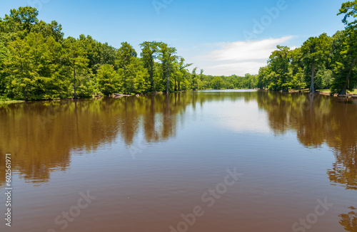 Swamp at Leroy Percy State Park in Mississippi