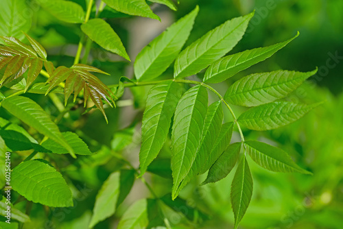 Blätter der Gemeinen Esche, Fraxinus excelsior