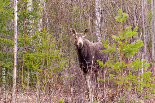 A young female moose on the edge of the forest. A moose eats willow branches. Spring landscape.