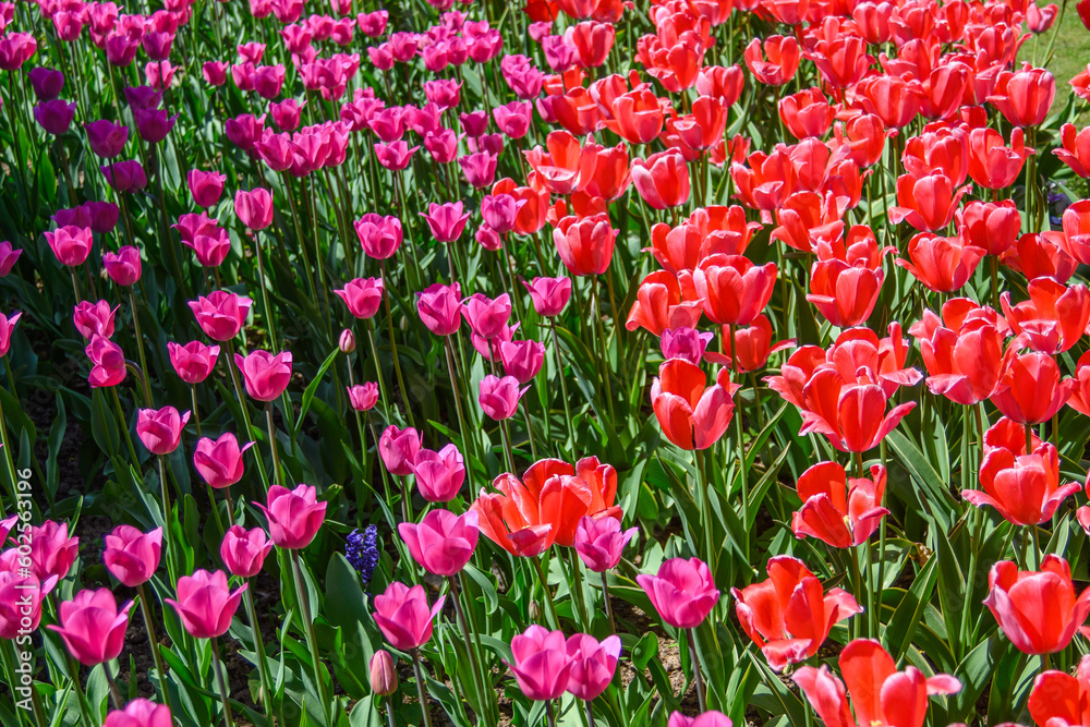 red tulips in the park in the flowerbed, tulips as a background and as a postcard 7 red tulips in the park in the flowerbed, tulips as a background and as a postcard 7