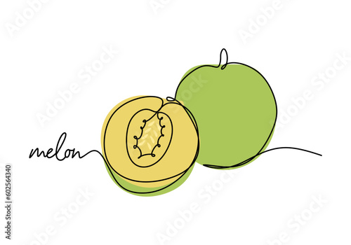 Melon continuous one line drawing, fruit vector illustration.