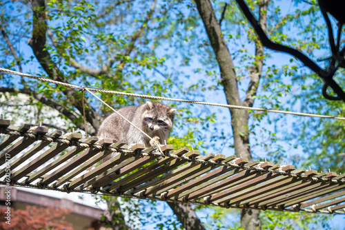 A Guadeloupe raccoon having fun climbing a wooden bridge. between the trees in the park looks cute photo
