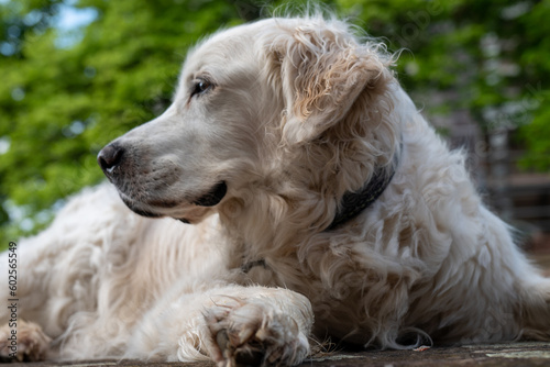 golden retriever portrait