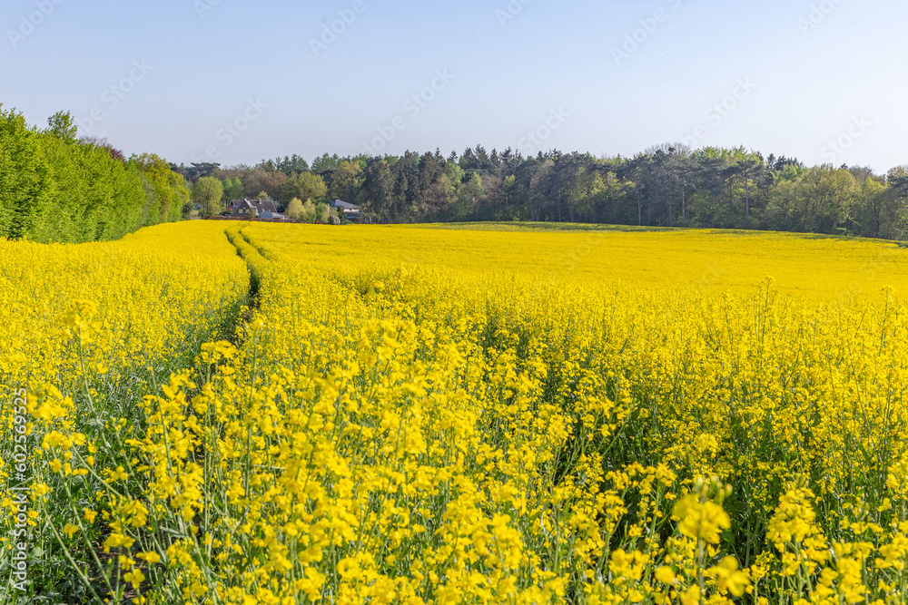 Obraz premium Blühendes Rapsfeld 