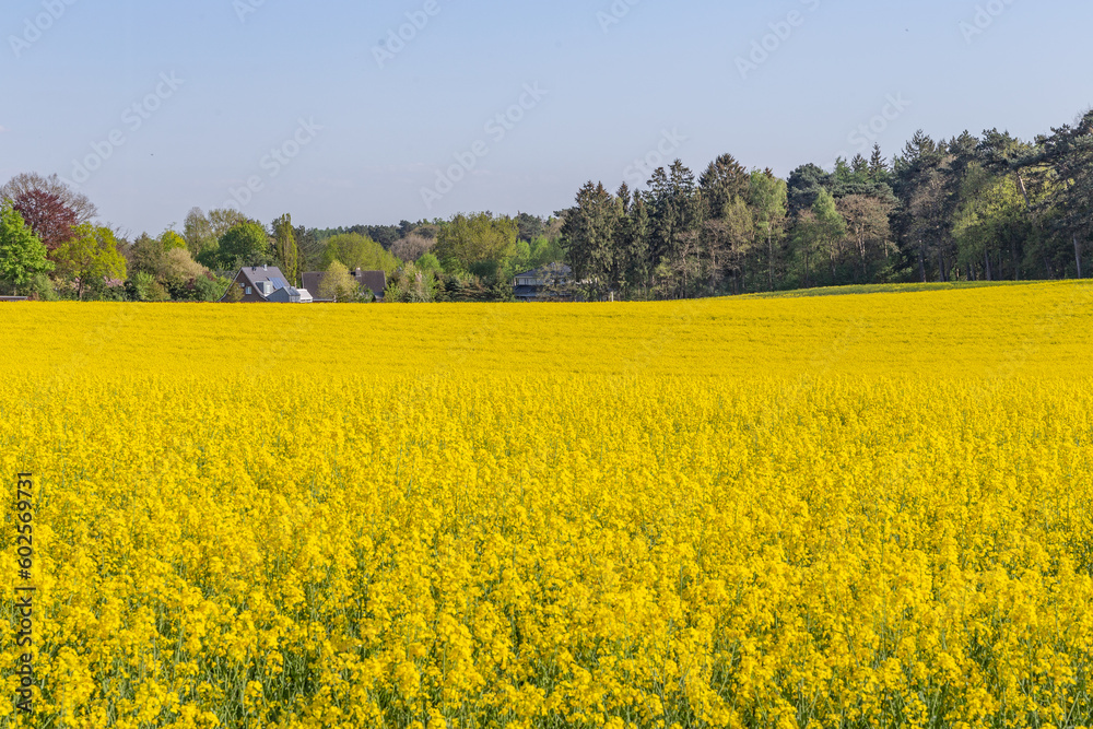 Blühendes Rapsfeld
