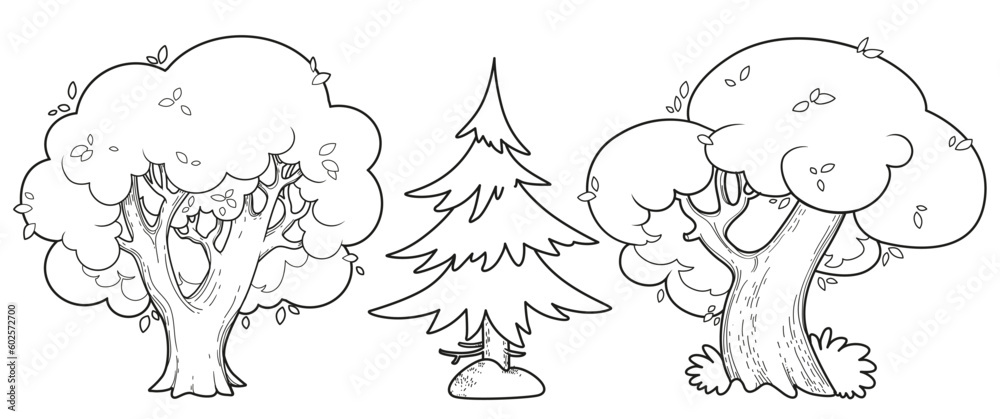 Three big old tree linear drawing two deciduous and one spruce for ...