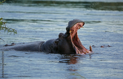 hippopotamus in the Zambezi River