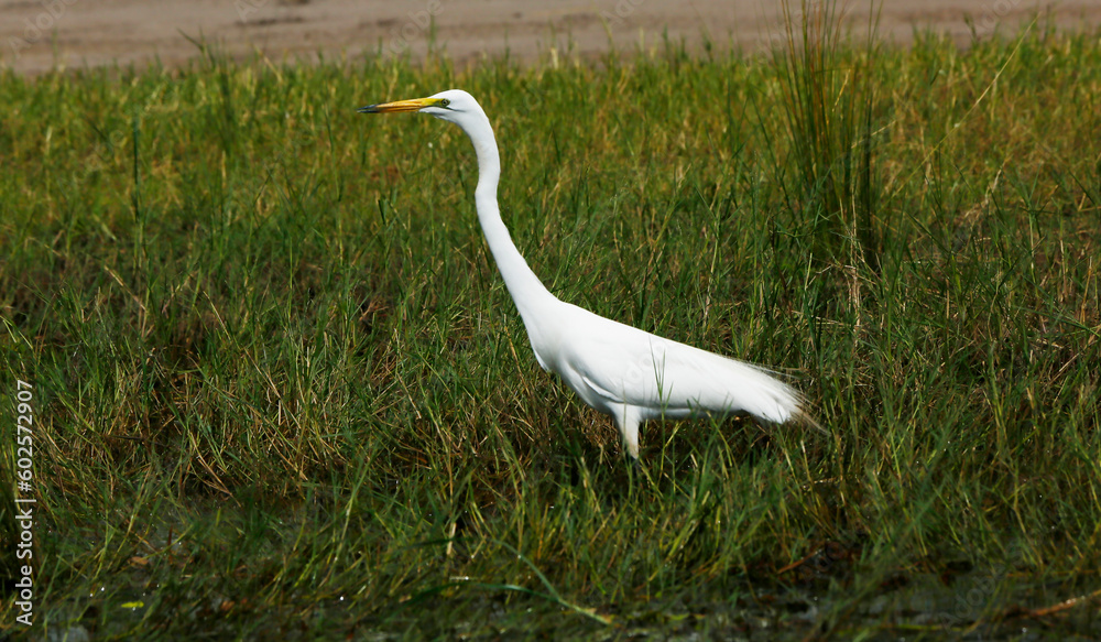 Fototapeta premium great white egret
