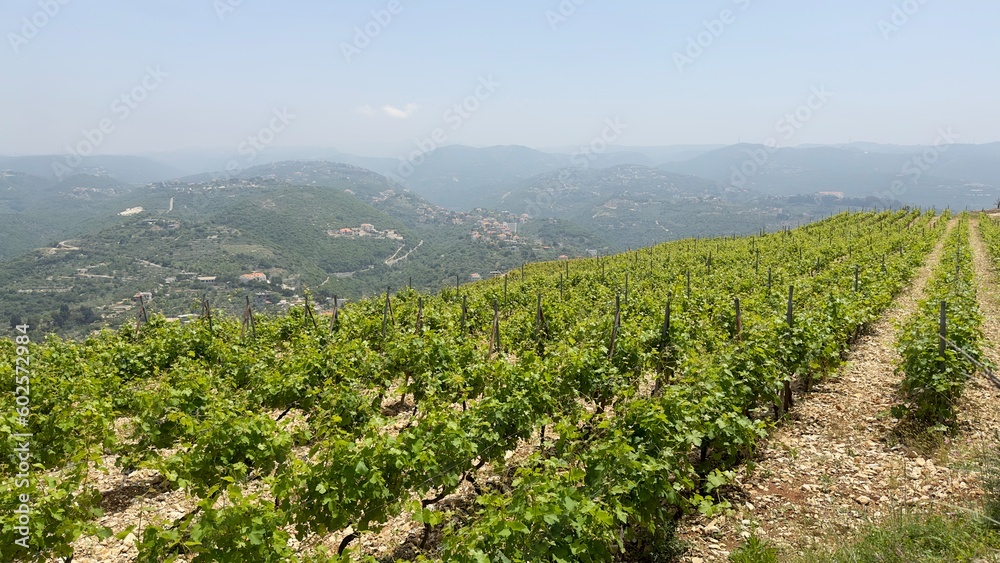 Vineyard landscape view in summer season