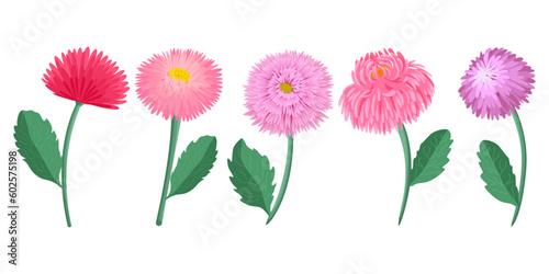 Flower set, daisies, plants, vector  