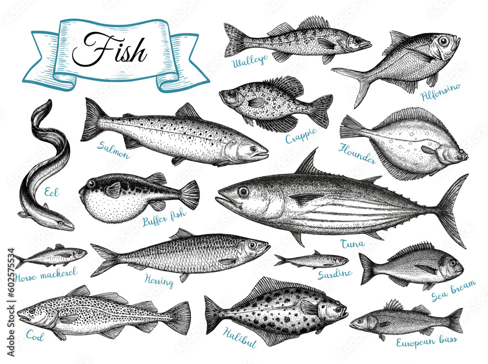 Fish big set. Fish big set.