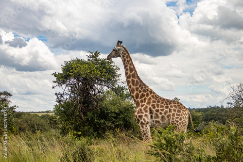 Lonely Giraffe in savannah  her natural habitat  in Imire Rhino   Wildlife Conservancy National park  Zimbabwe