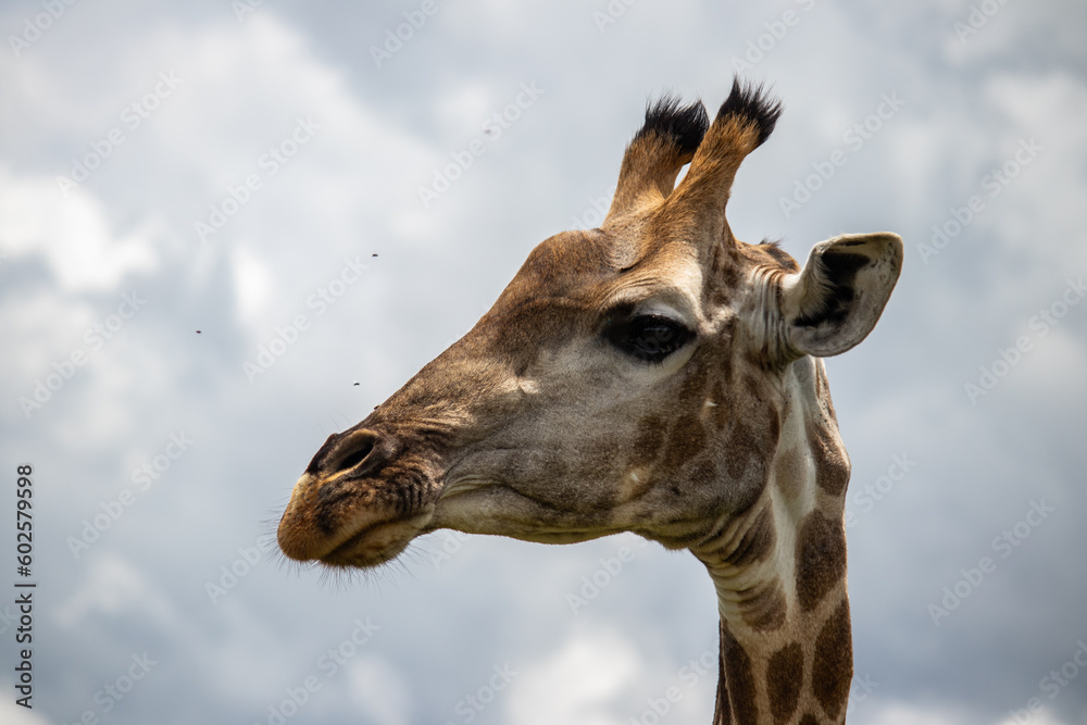 Naklejka premium Lonely Giraffe standing in bushes in savannah, her natural habitat, in Imire Rhino & Wildlife Conservancy National park, in Zimbabwe