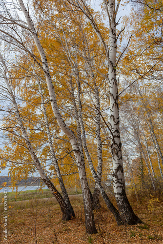 Birch grove, fallen yellow leaves
