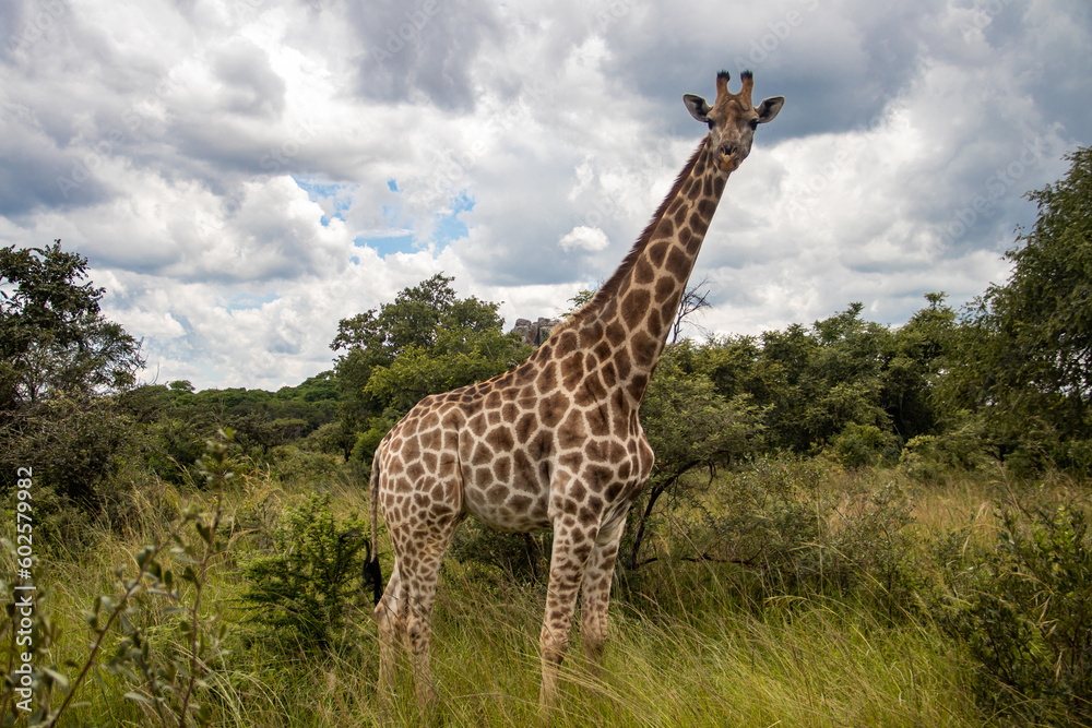 Obraz premium Lonely Giraffe in savannah, her natural habitat, in Imire Rhino & Wildlife Conservancy National park, Zimbabwe