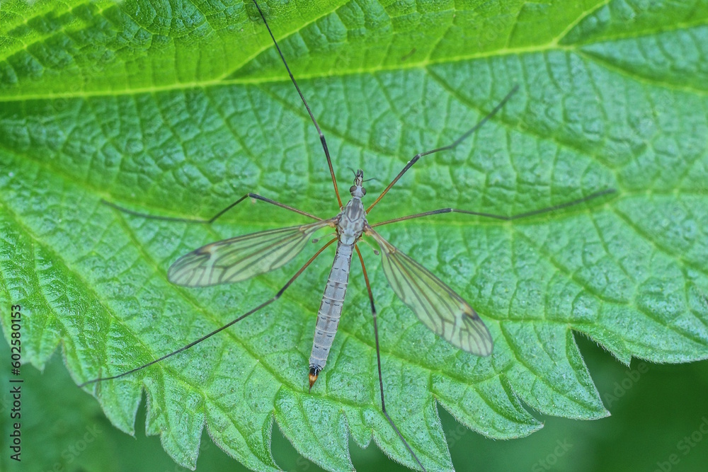 one big gray mosquito insect sits on a green leaf of a plant in nature one big gray mosquito insect sits on a green leaf of a plant in nature
