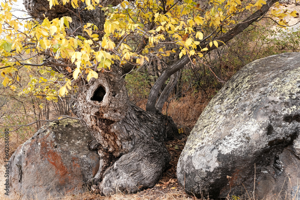 Caucasian autumn landscape. An old tree between the stones Tsakhats Kar monastery, Vayots Dzor Province, Armenia. Caucasian autumn landscape. An old tree between the stones Tsakhats Kar monastery, Vayots Dzor Province, Armenia.