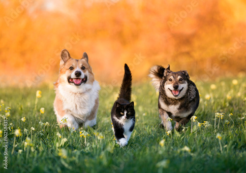 two dogs playing