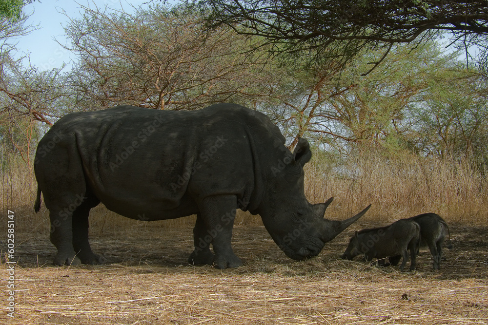 Fototapeta premium Rhinocéros et phacochère