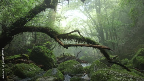 magical foggy forest with a river and trees covered with moss, dark mysterious misty woods, jungle vegetation, primeval forest in Japan