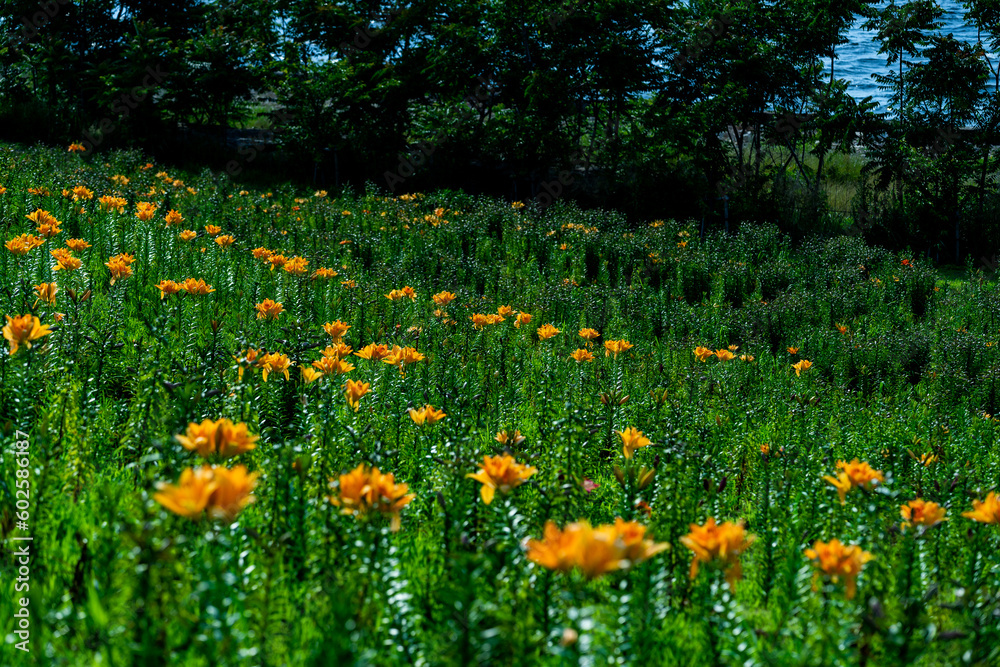 Obraz premium オレンジのユリ