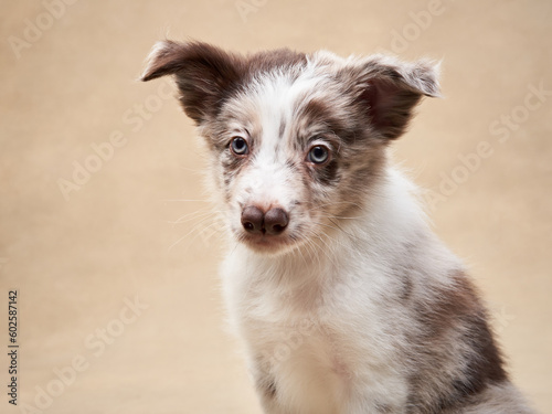 Funny puppy on a beige background. one month old border collie in studio. Dog in studio 
