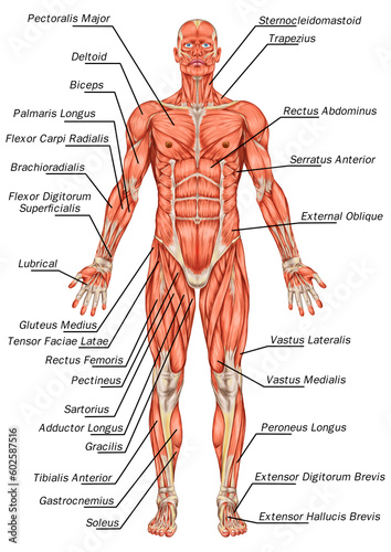 Didactic board of anatomy of man muscular system, anterior view, full body
