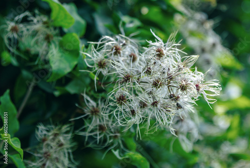 Unripe soft seed heads of clematis vitalba (Travelers Joy plant) on a branch