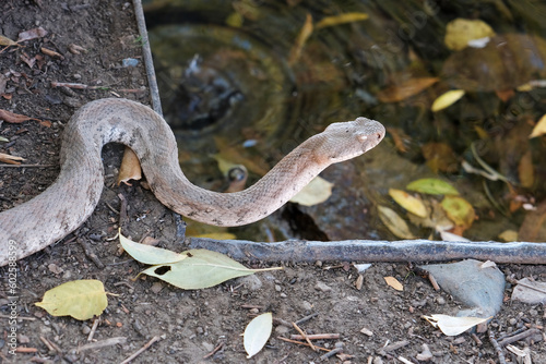 Tableau sur toile A molting viper lies near by drinking fountain