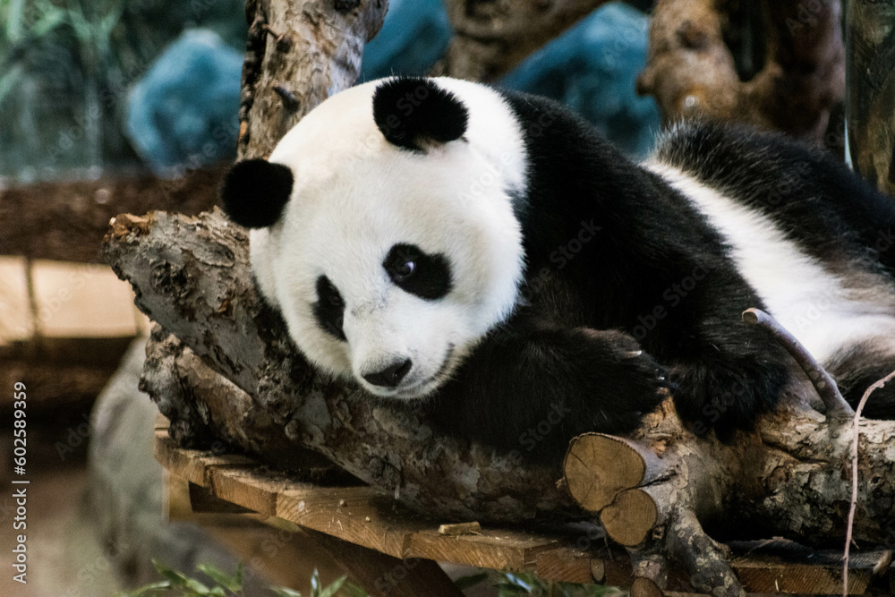Fototapeta premium giant panda bear