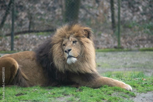 Fototapeta Naklejka Na Ścianę i Meble -  male lion in the zoo