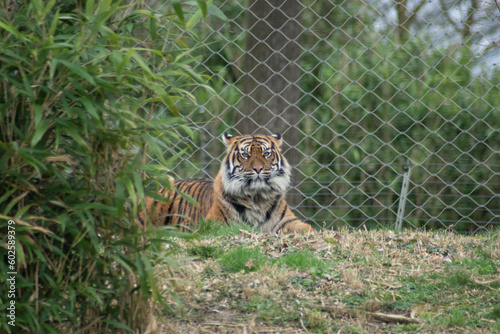 tiger in the zoo