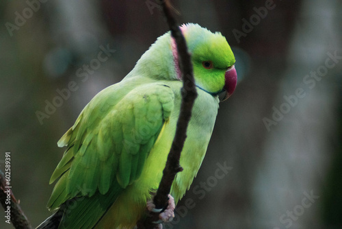 green winged macaw