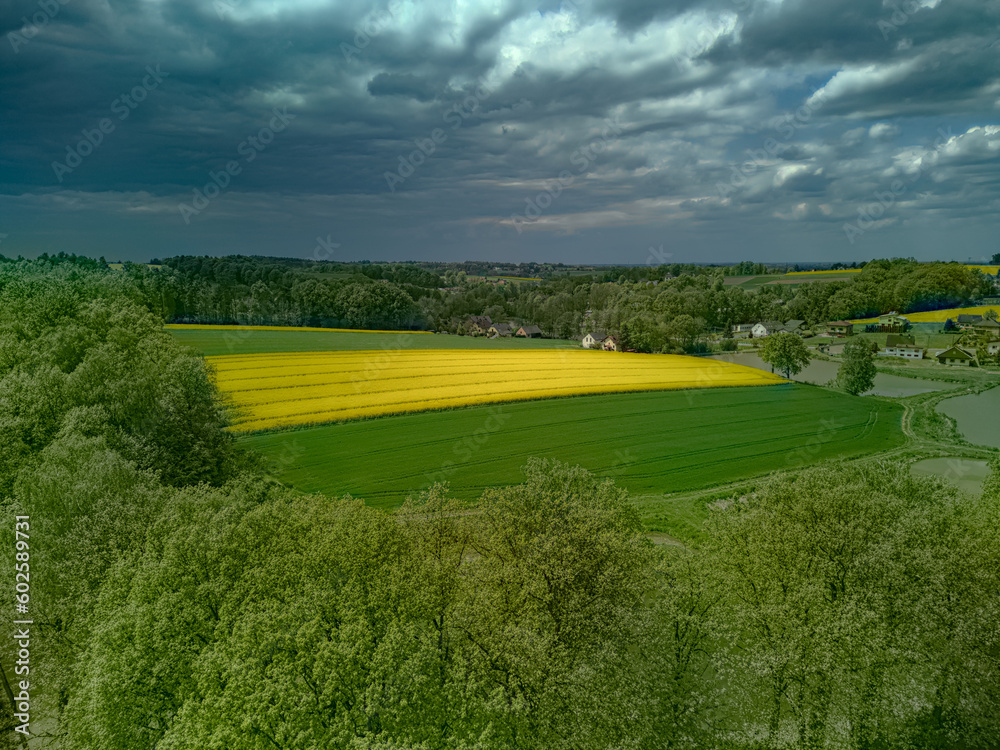 Fototapeta premium pole kwitnącego rzepaku przy lesie i stawach #6