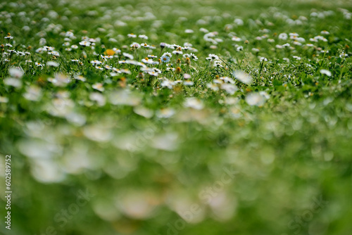 Fototapeta Naklejka Na Ścianę i Meble -  Plenty of white flowers on green field.
