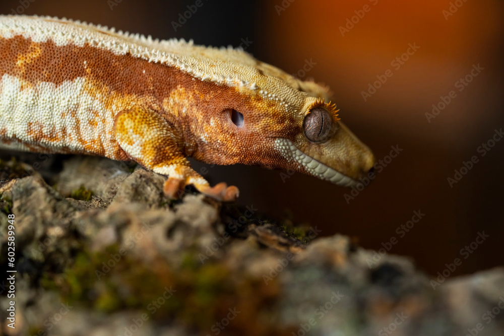 Obraz premium Correlophus ciliatus (crested gecko) is a species of gecko native to southern New Caledonia.