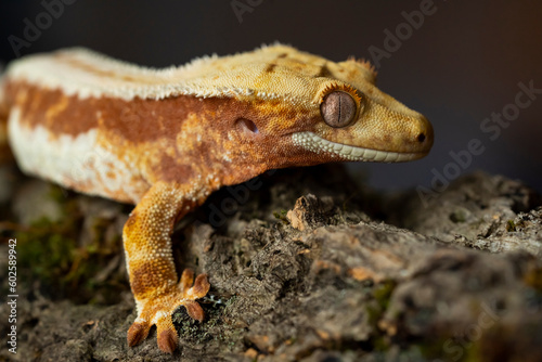 Correlophus ciliatus (crested gecko) is a species of gecko native to southern New Caledonia.