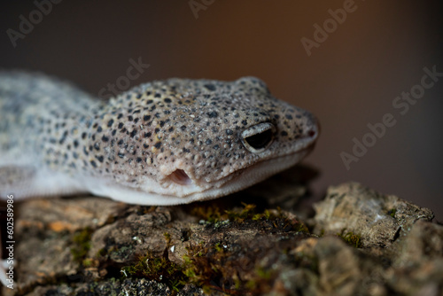 Leopard gecko  Latin  Eublepharis macularius . sitting on a brunch. Macro photo.