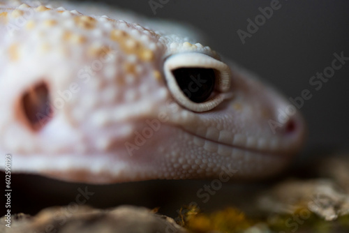 A Blazing Blizzard is a combination of the Blizzard morph and any of the 3 Albino strains. A Blazing Blizzard is a Blizzard which will have more of a yellow coloring.