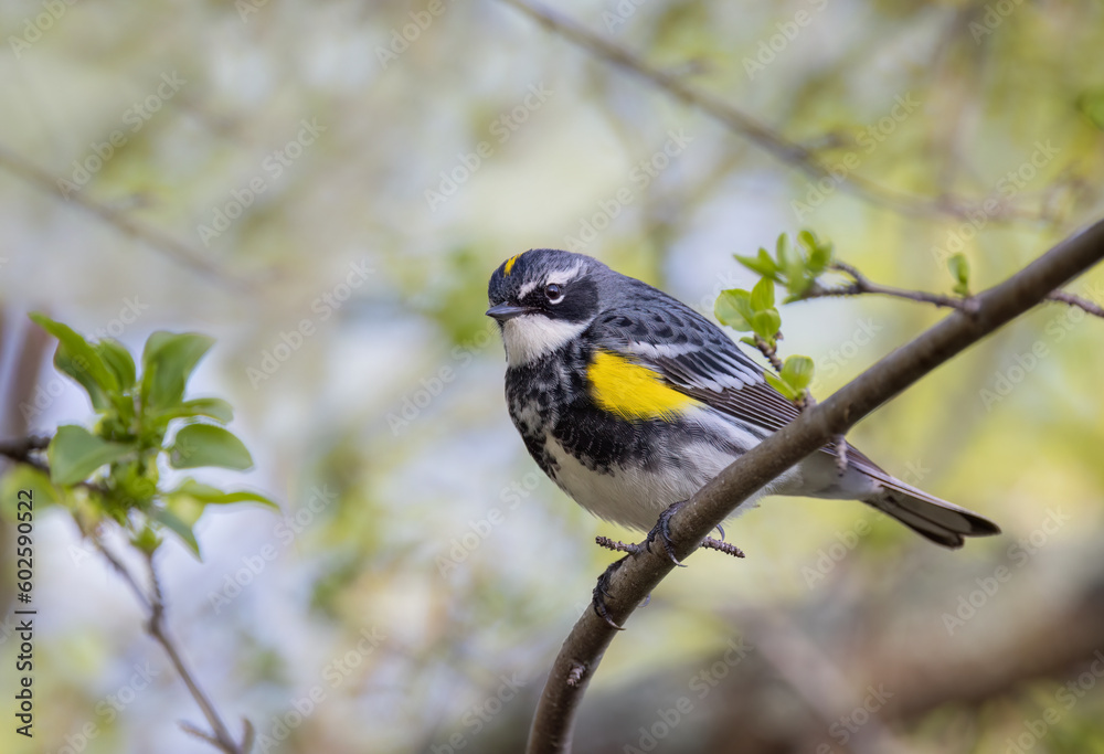Yellow-rumped warbler perched on branch in spring in Ottawa, Canada
