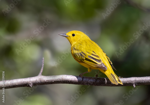Yellow warbler perched on branch in spring in Ottawa, Canada