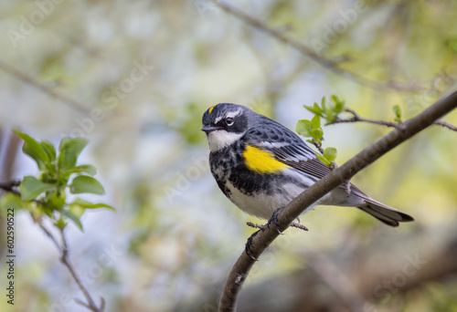 Yellow-rumped warbler perched on branch in spring in Ottawa, Canada © Jim Cumming