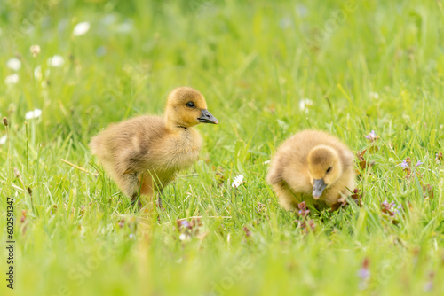 Two Young cute Greylag Goose (Anser anser) on land. Green background. Gelderland in the Netherlands. 