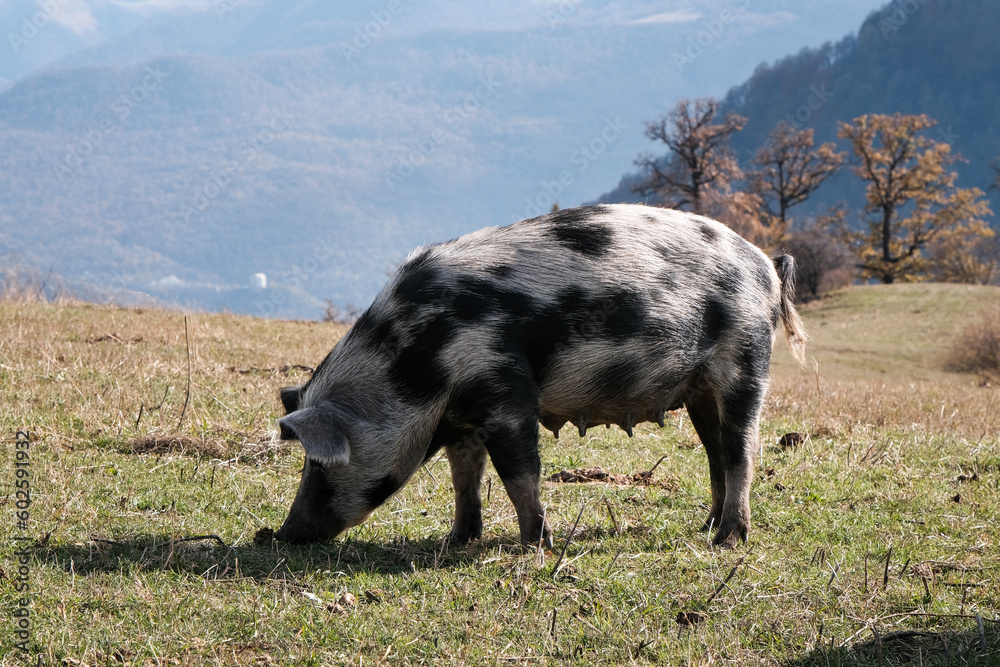A pig grazing on the mountain slope on sunny autumn day. Surroundings of Haghartsin village, Armenia. A pig grazing on the mountain slope on sunny autumn day. Surroundings of Haghartsin village, Armenia.