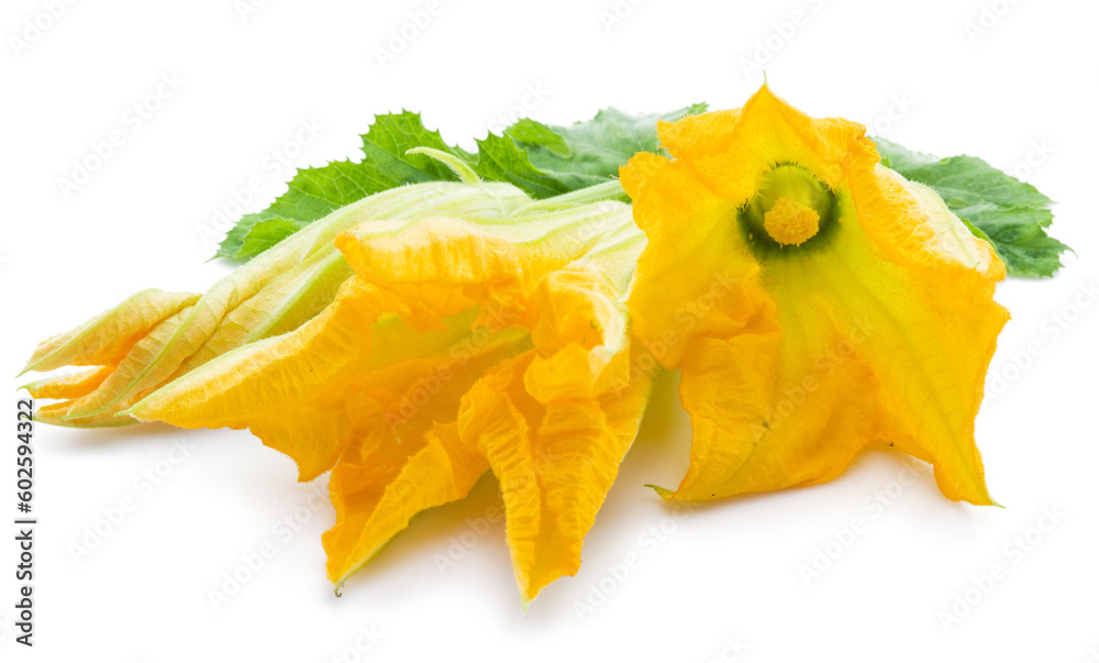 Fototapeta premium Zucchini flowers on a white background.
