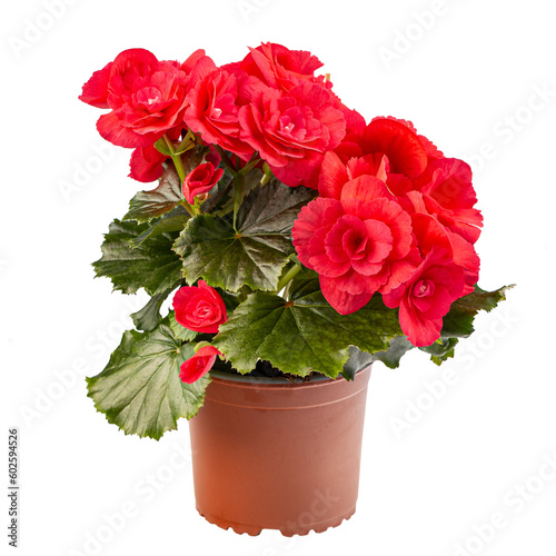 Begonia with spectacularly red bright flowers photo