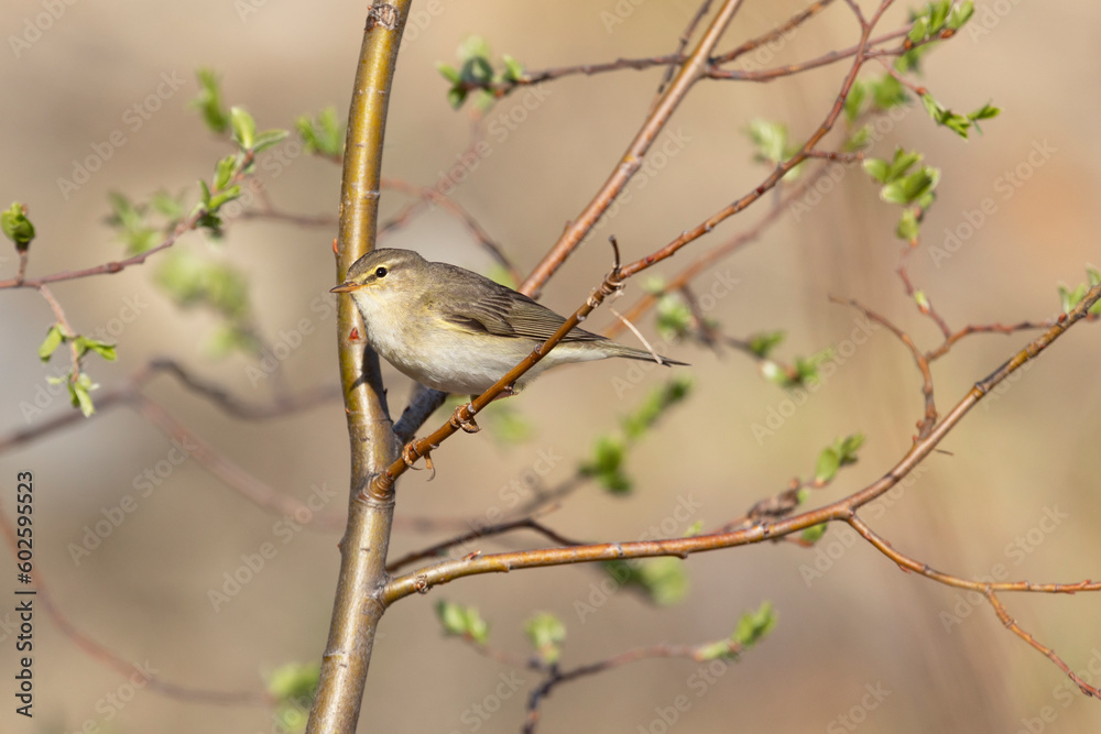 Obraz premium Willow warbler sitting on a tree branch