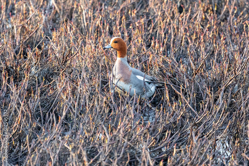 Close-up of a male Eurasian wigeon. Arctic. Russia photo