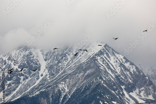 A flock of cranes flies against the backdrop of snow-capped mountain peaks