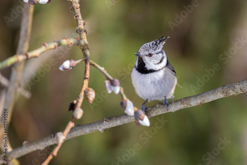 Crested tit sitting on a tree branch